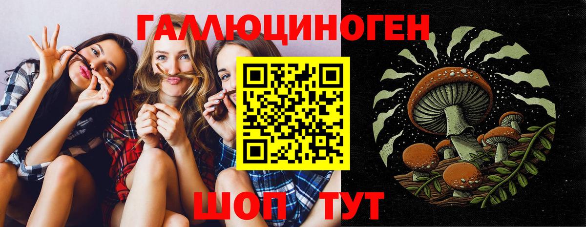 Галлюциногенные грибы Psilocybe Салехард